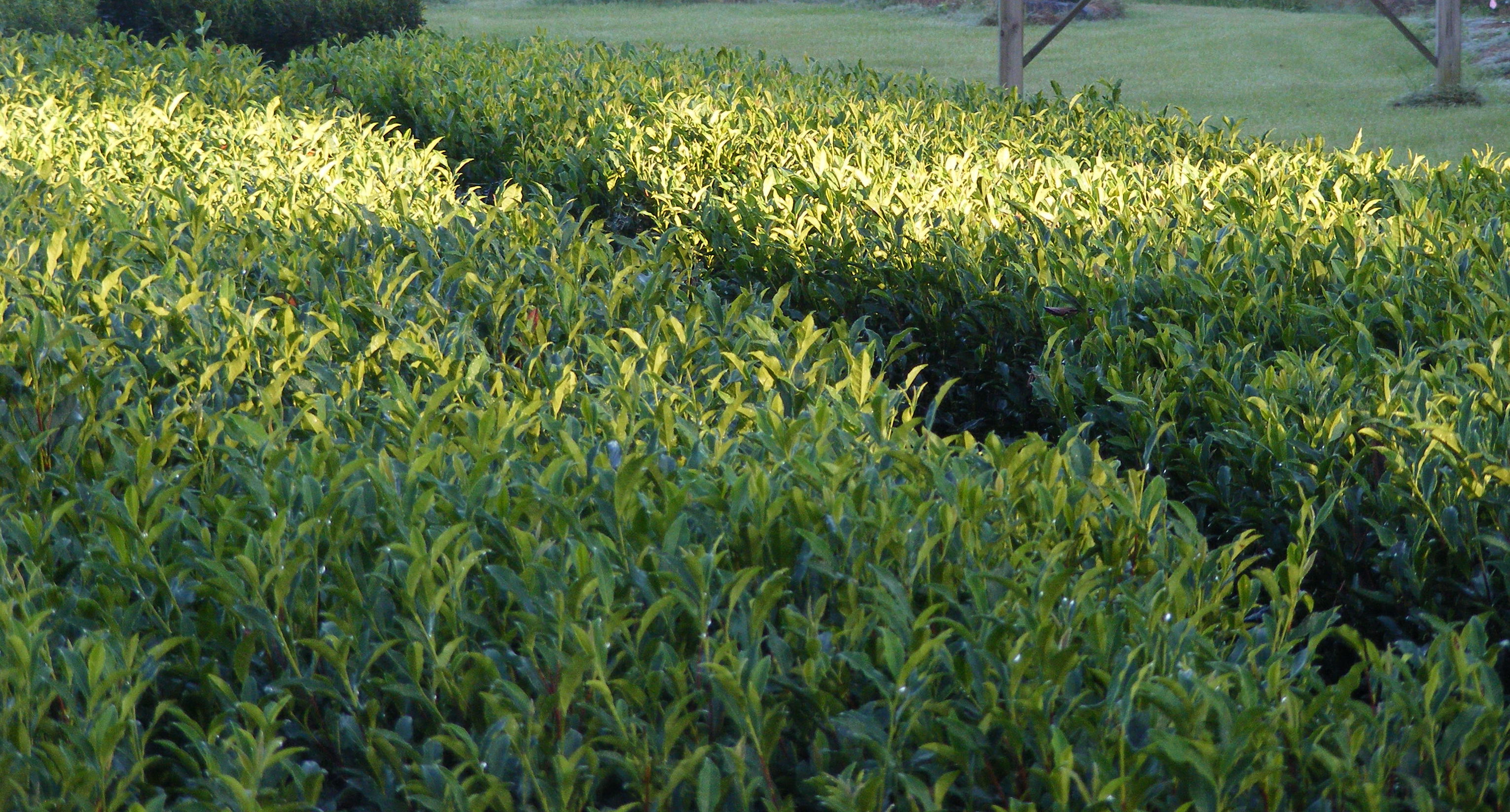 Tea Plants in the Sunset