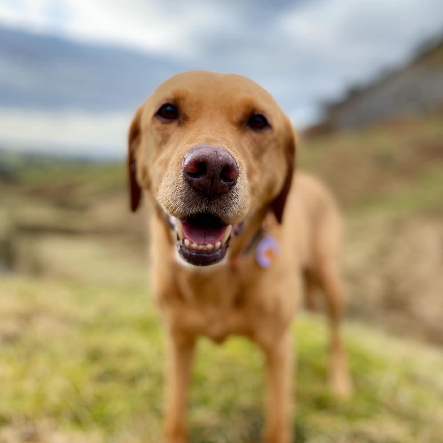 happy Cherry labrador 