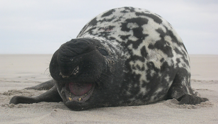 Hooded Seal - Damian Lidgard