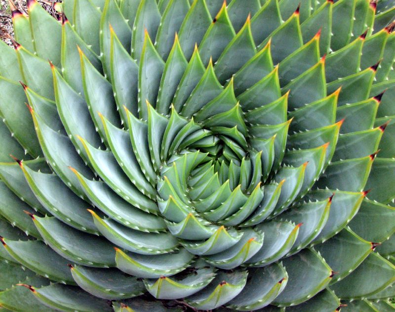 patterns in nature of leaves