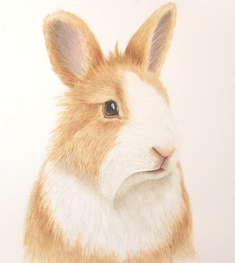 rabbit in watercolor by rebecca rhodes
