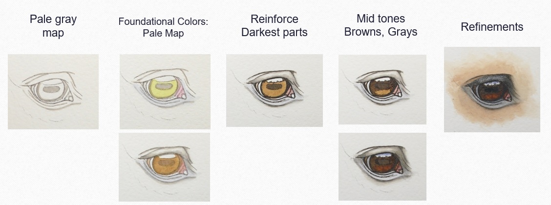 how to paint a brown eye in watercolor by rebecca rhodes