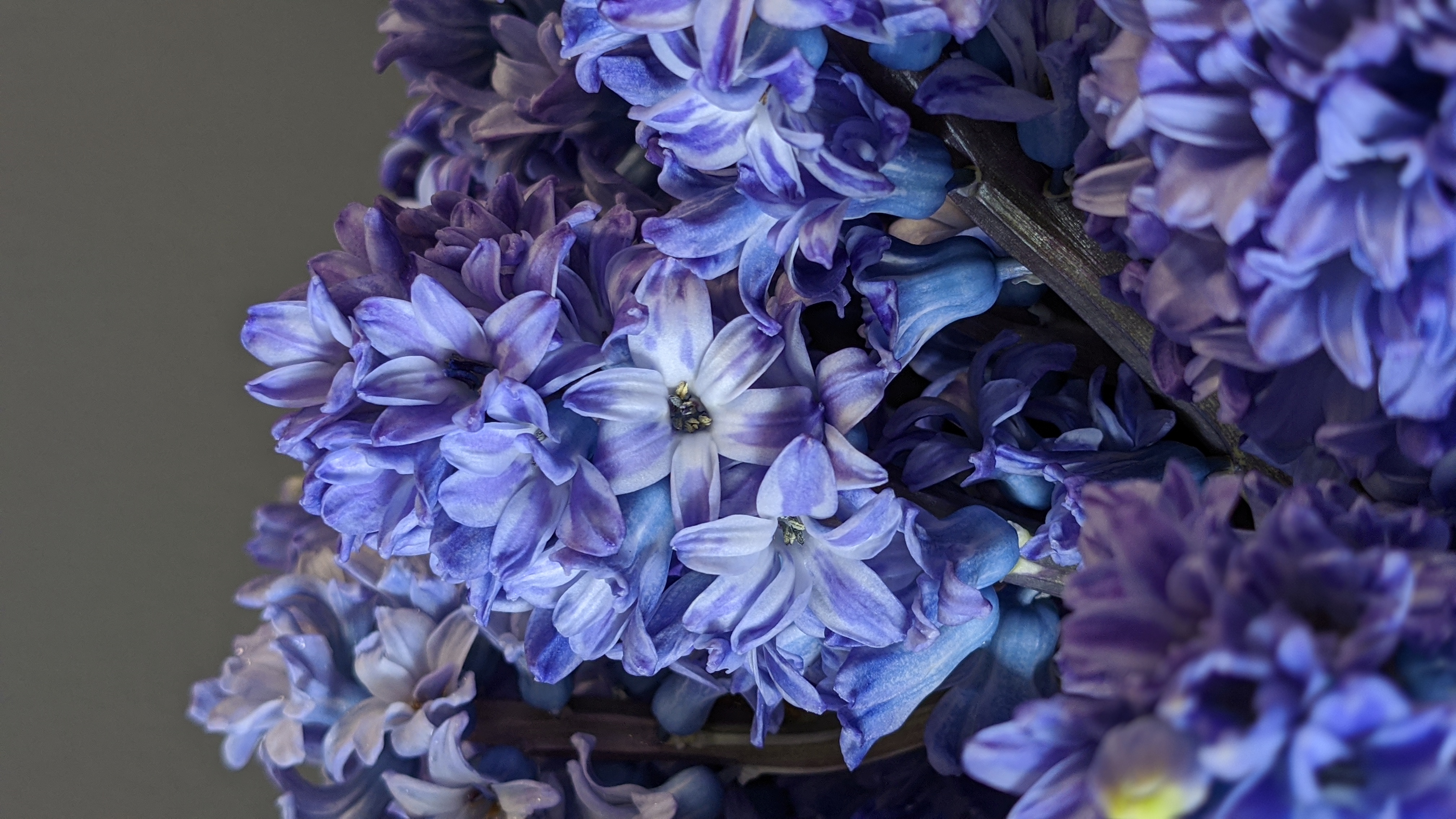 Hyacinths Trick + 2022 Color of the Year