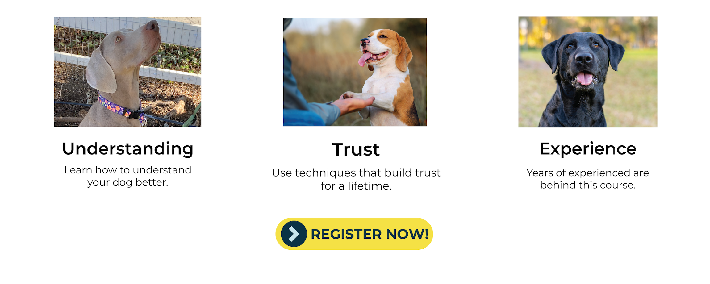 an image for a free online dog training class with highlights for understanding trust and experience fearless pet free dog training course