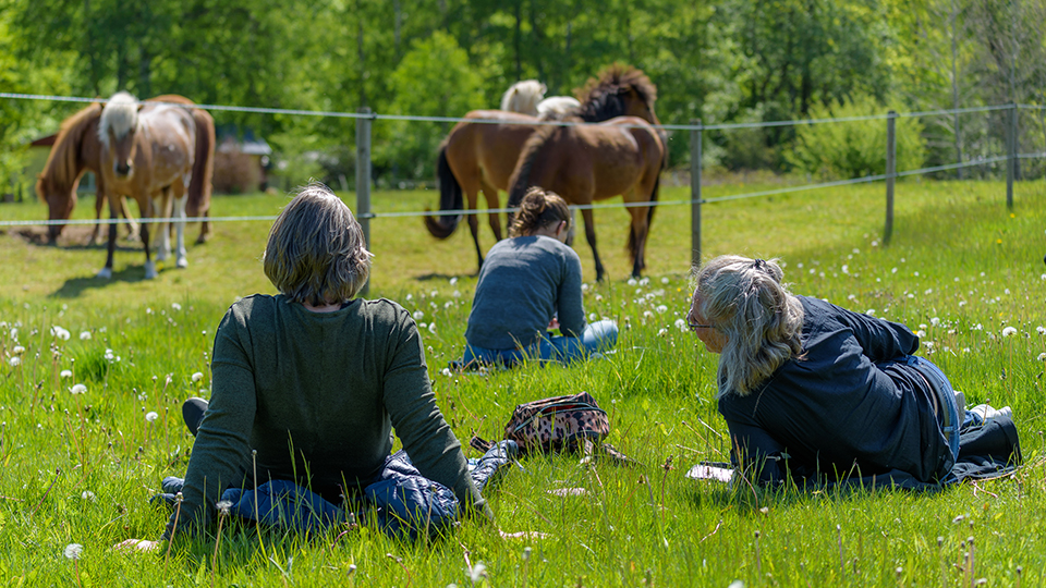 Equines in Therapy and Learning Training