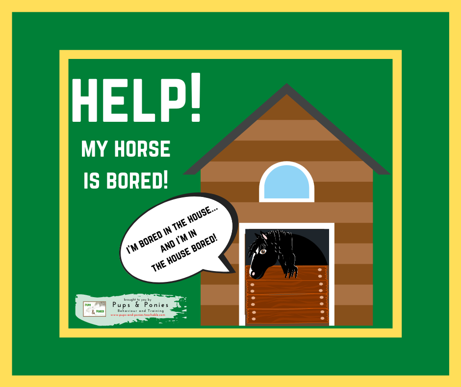 HELP! MY HORSE IS BORED!