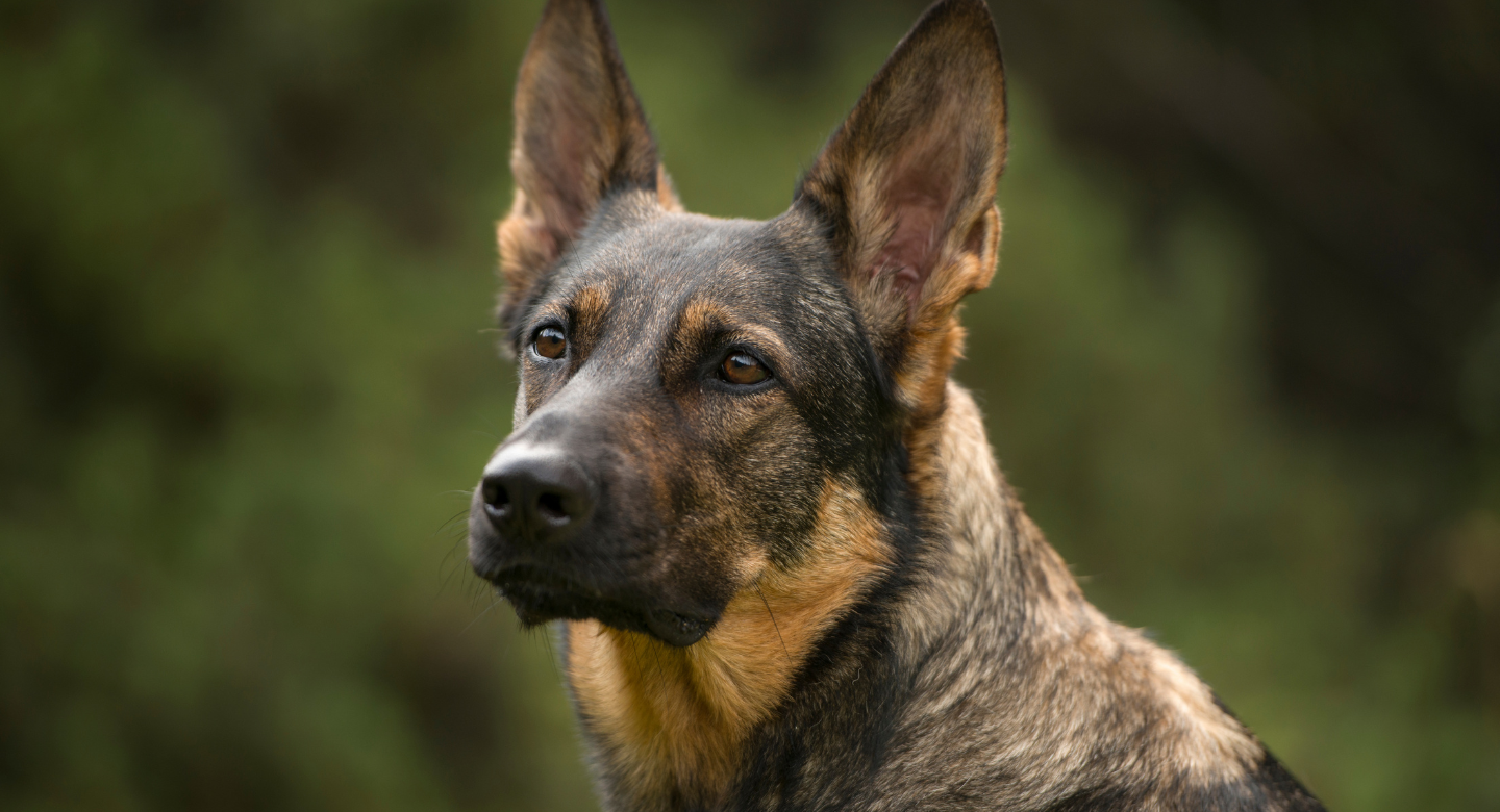 A German Shepherd displaying calm and focused body language