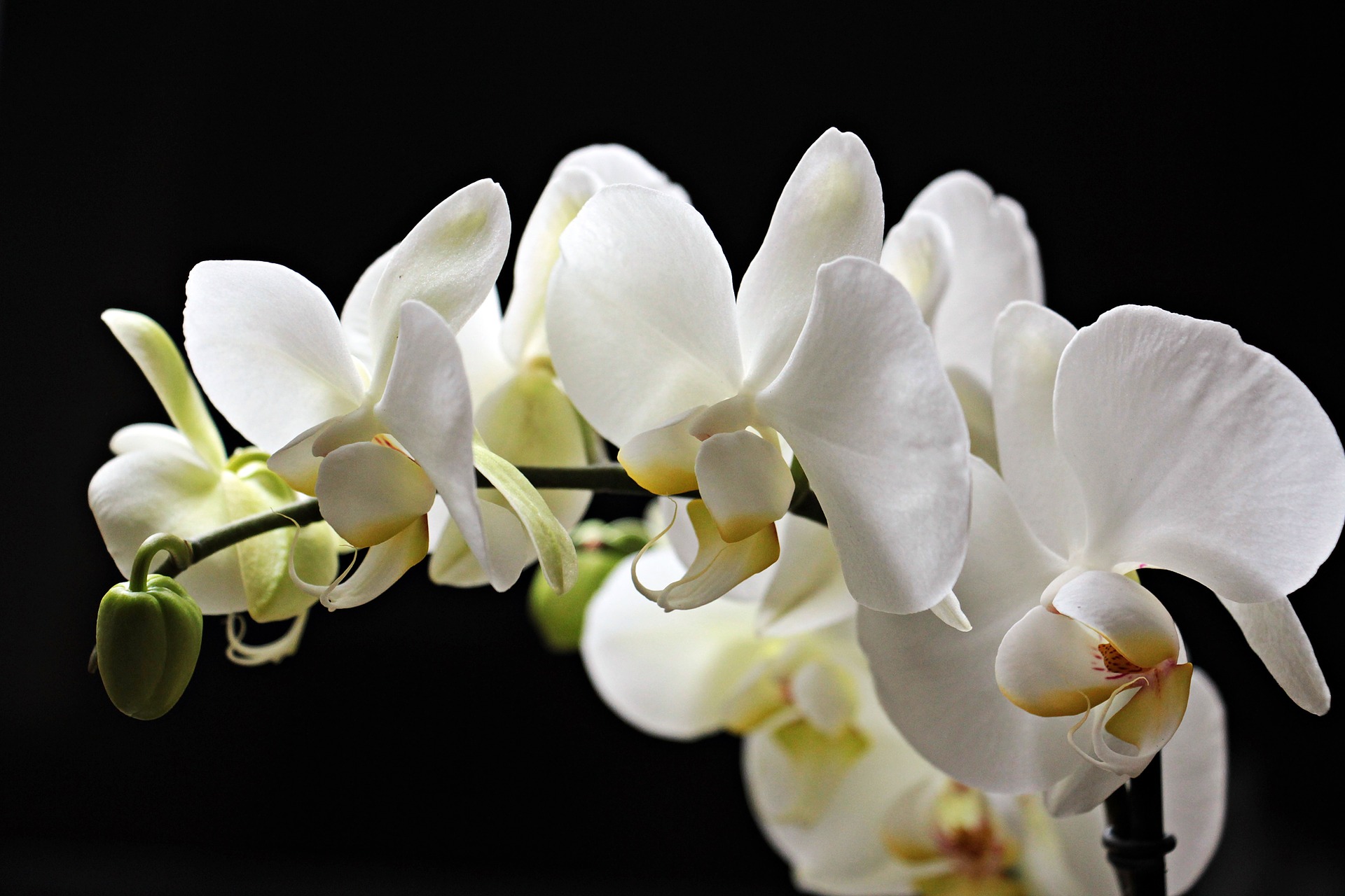 White Orchids on Black Background