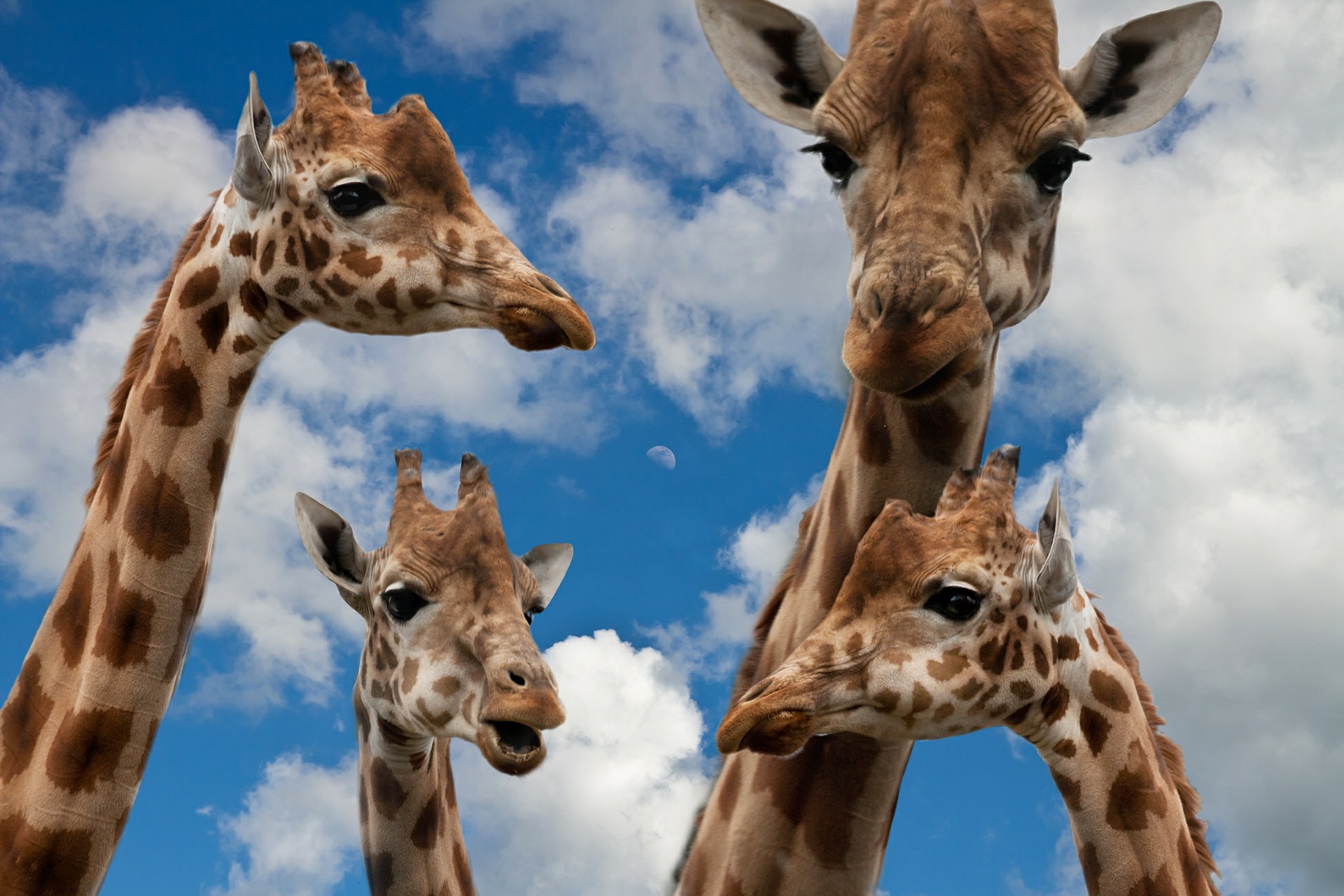 four giraffe's looking like they're having a conversation