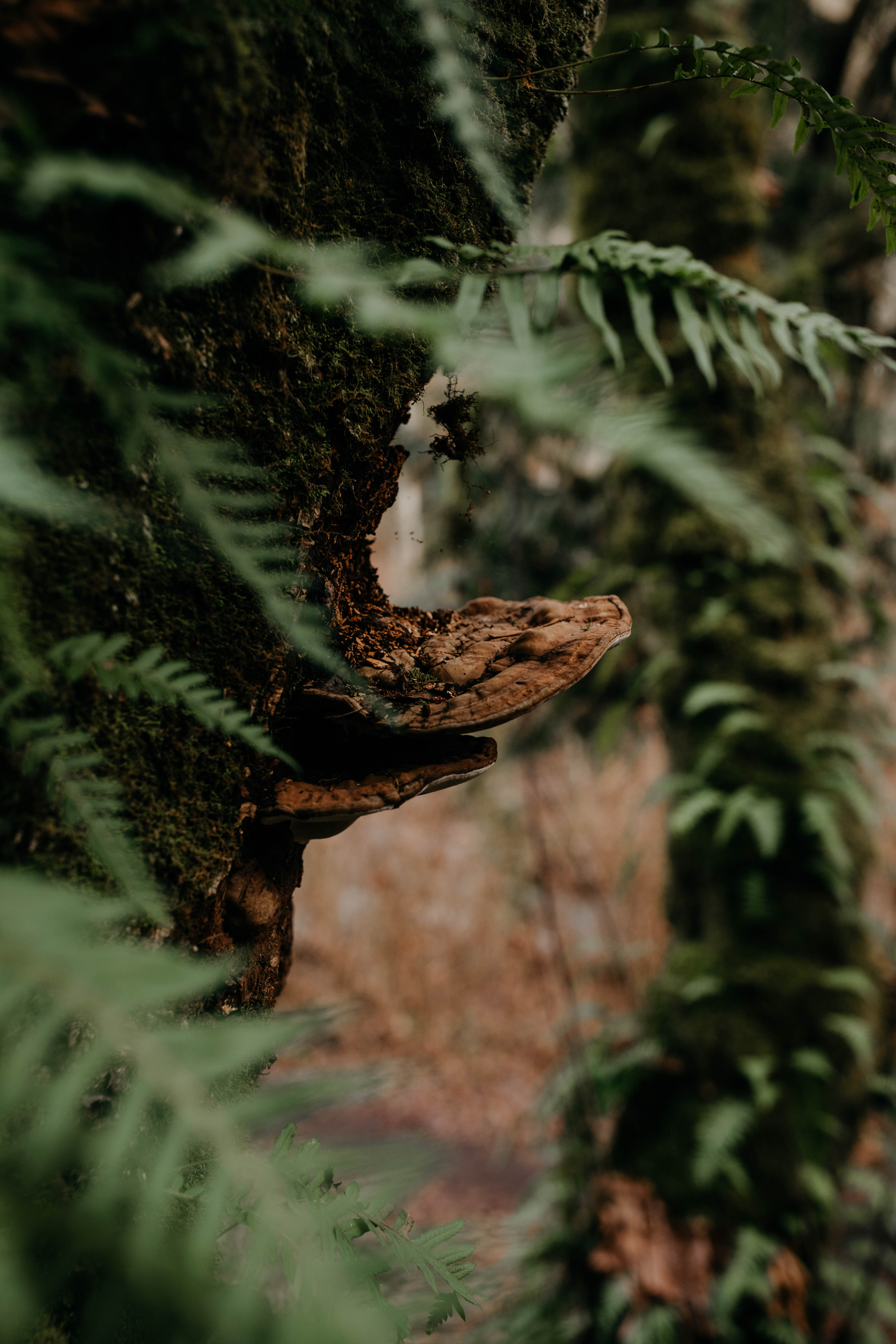 Ganoderma fungi growing on a moss covered tree surrounded by licorice fern