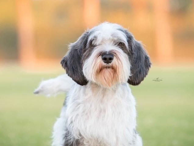 The Complete PBGV Course - with Janice Hayes | All Things Dogs College