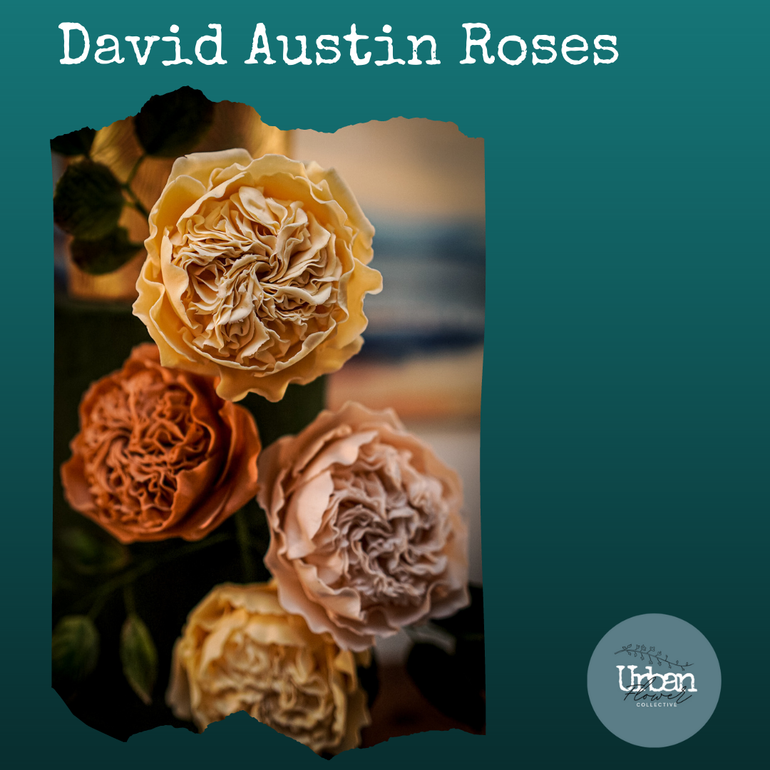 Sugar David Austin Rose