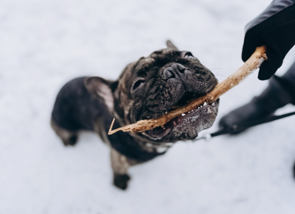 Old Dog with Stick