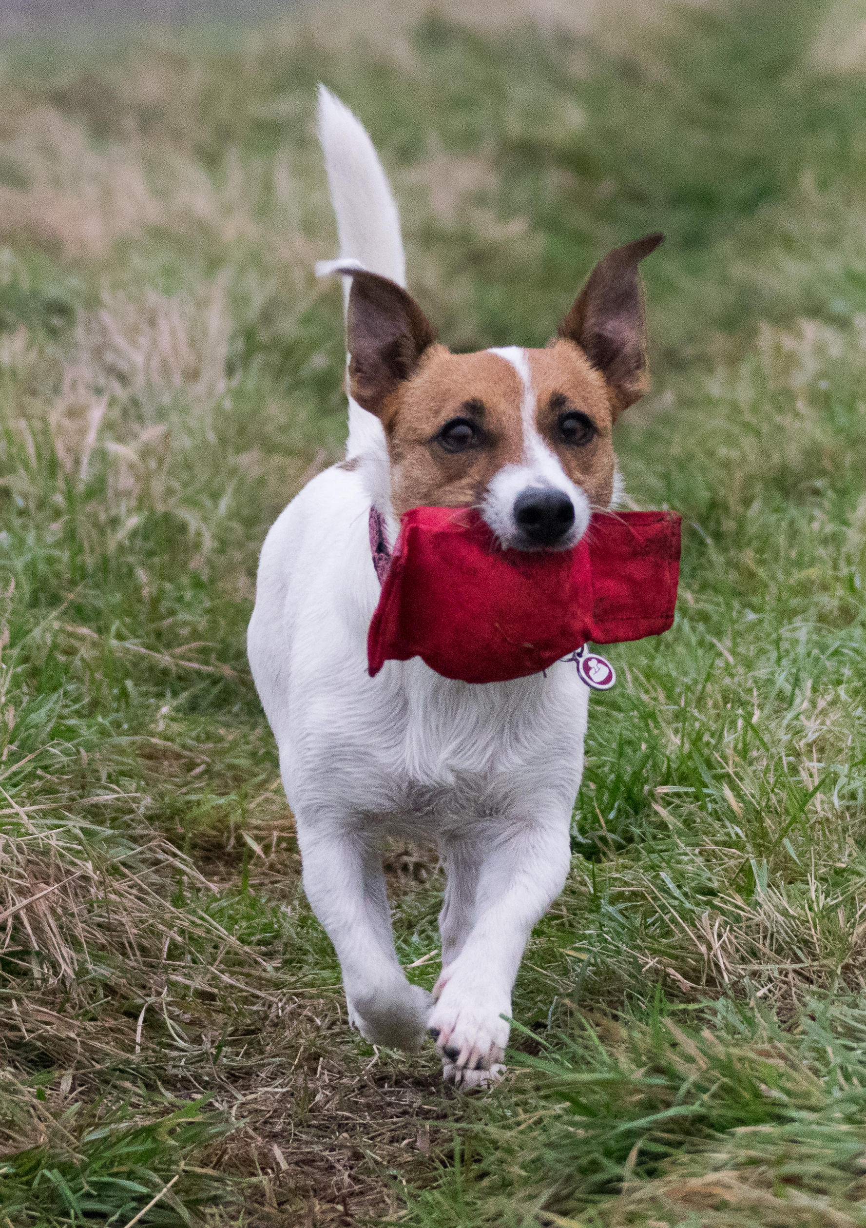 terrier retrieves toy