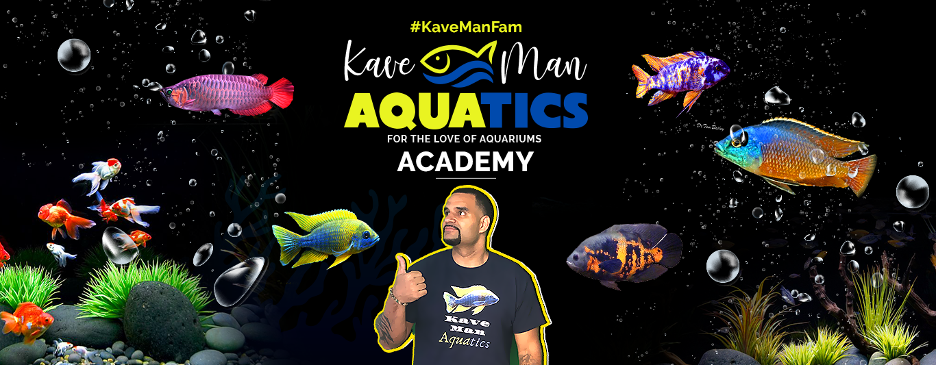 KaveMan Aquatics Academy