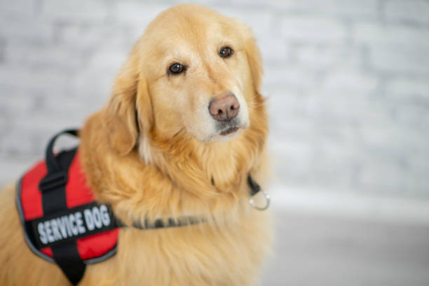 Golden Retriever with a red vest that says service dog