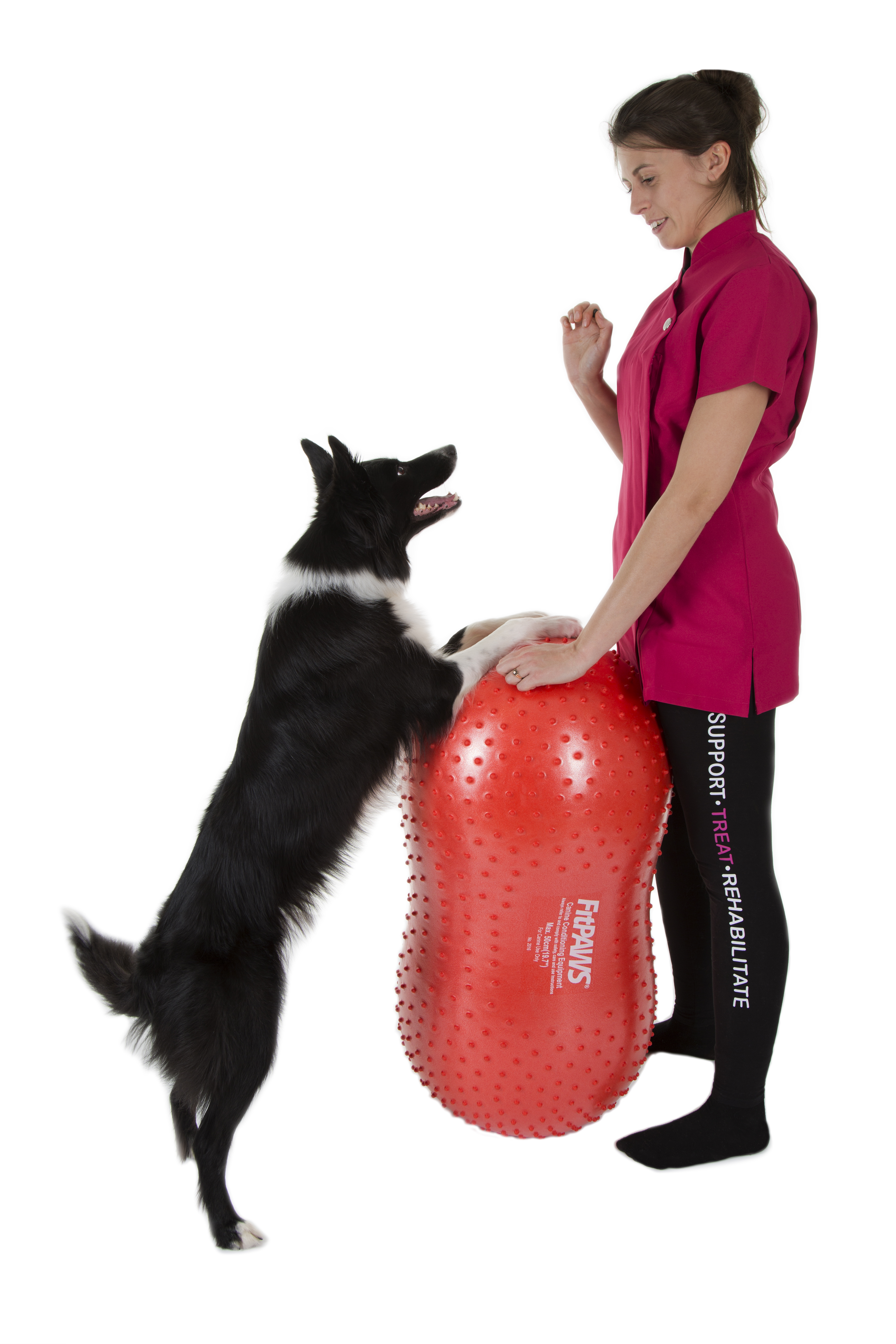 Border collie dog on FitPAWS peanut canine fitness equipment