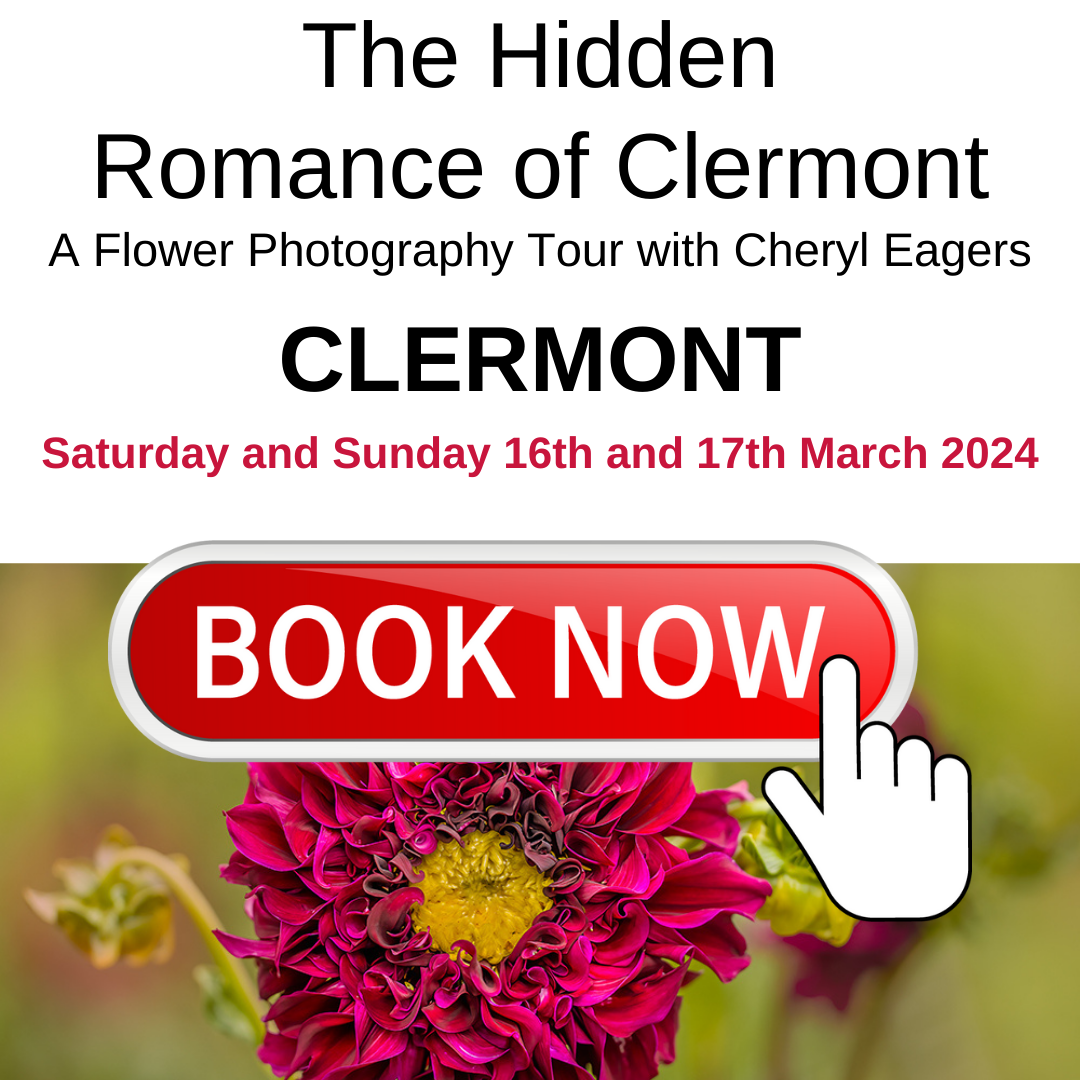 Flower photography tour in clermont queensland