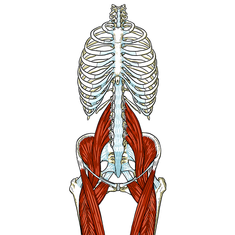 An anatomical drawing of the spine.