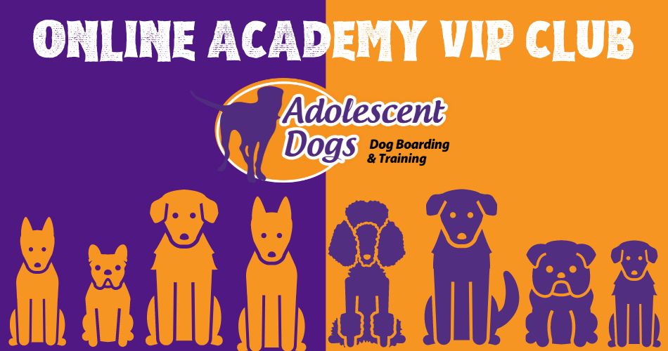 Dog best sale training academy