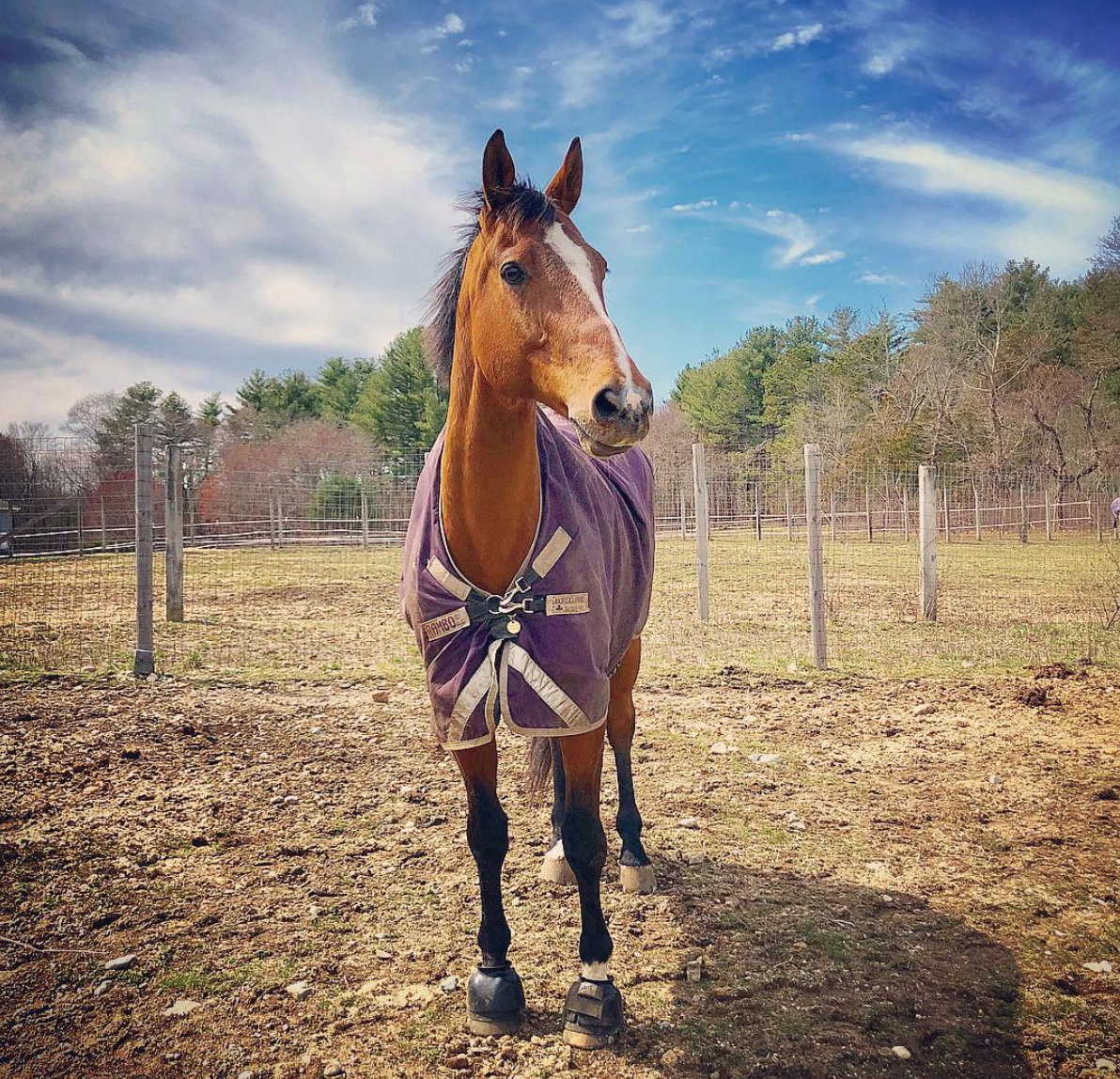 Horse Grooming