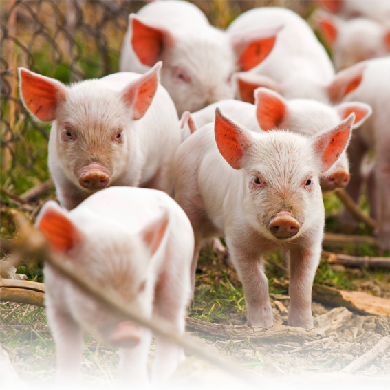 Swine Welfare Training