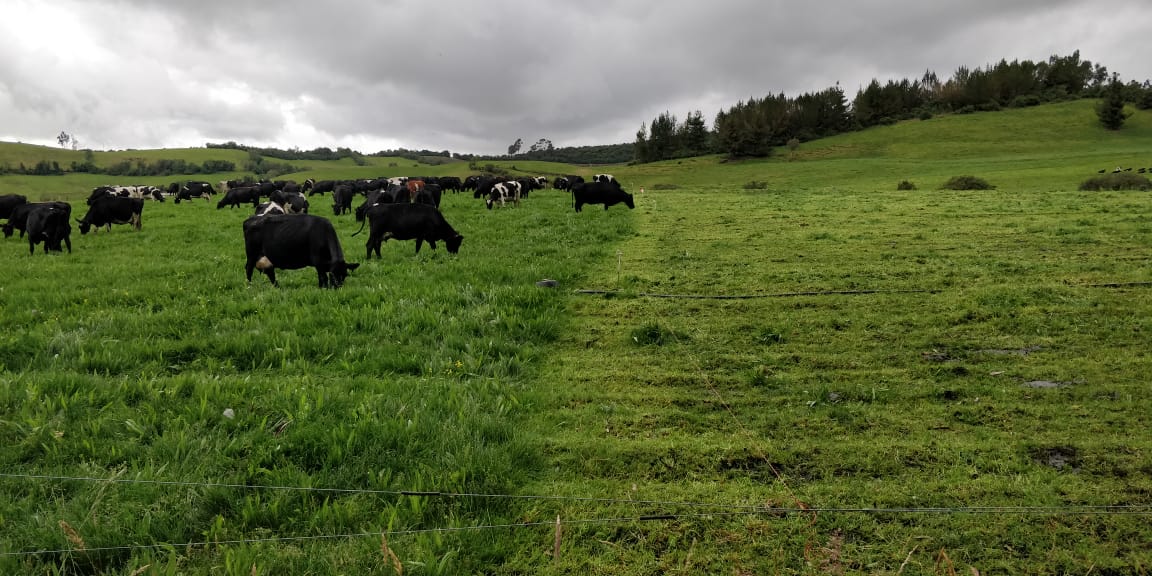 Vacas pastorean dejando un potrero en punto de residual perfecto.