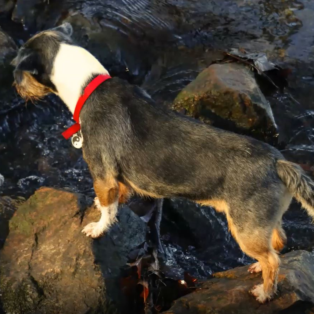 Dog fording a stream