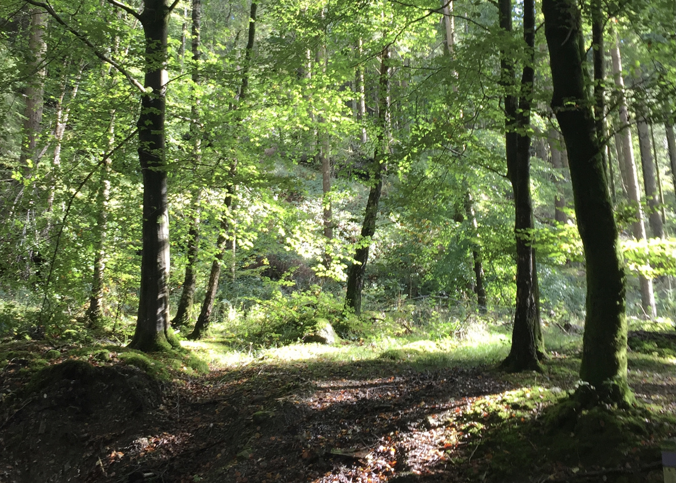 Forest scene