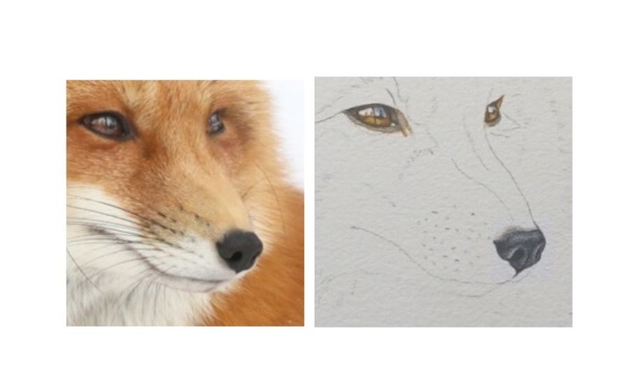 fox nose by rebecca rhodes