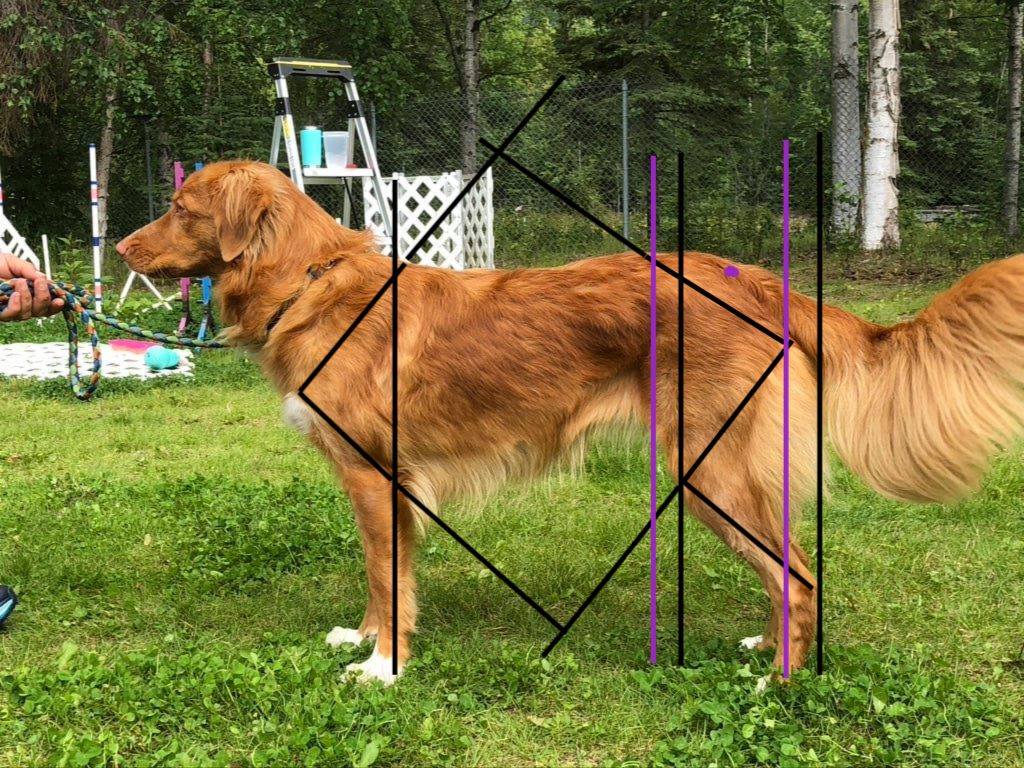 A golden red Nova Scotia Duck Tolling Retriever stands facing the left side of the frame. She looks forward standing in almost perfect posture with her tail out behind her. Black and purple lines are drawn to highlight her shoulder and pelvic and stifle angles. There is agility equipment in the background, with an evergreen forest behind limb. She is standing on a lawn of short green foliage.
