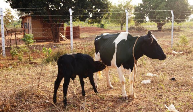 Energy imbalance after calf delivery in dairy farming