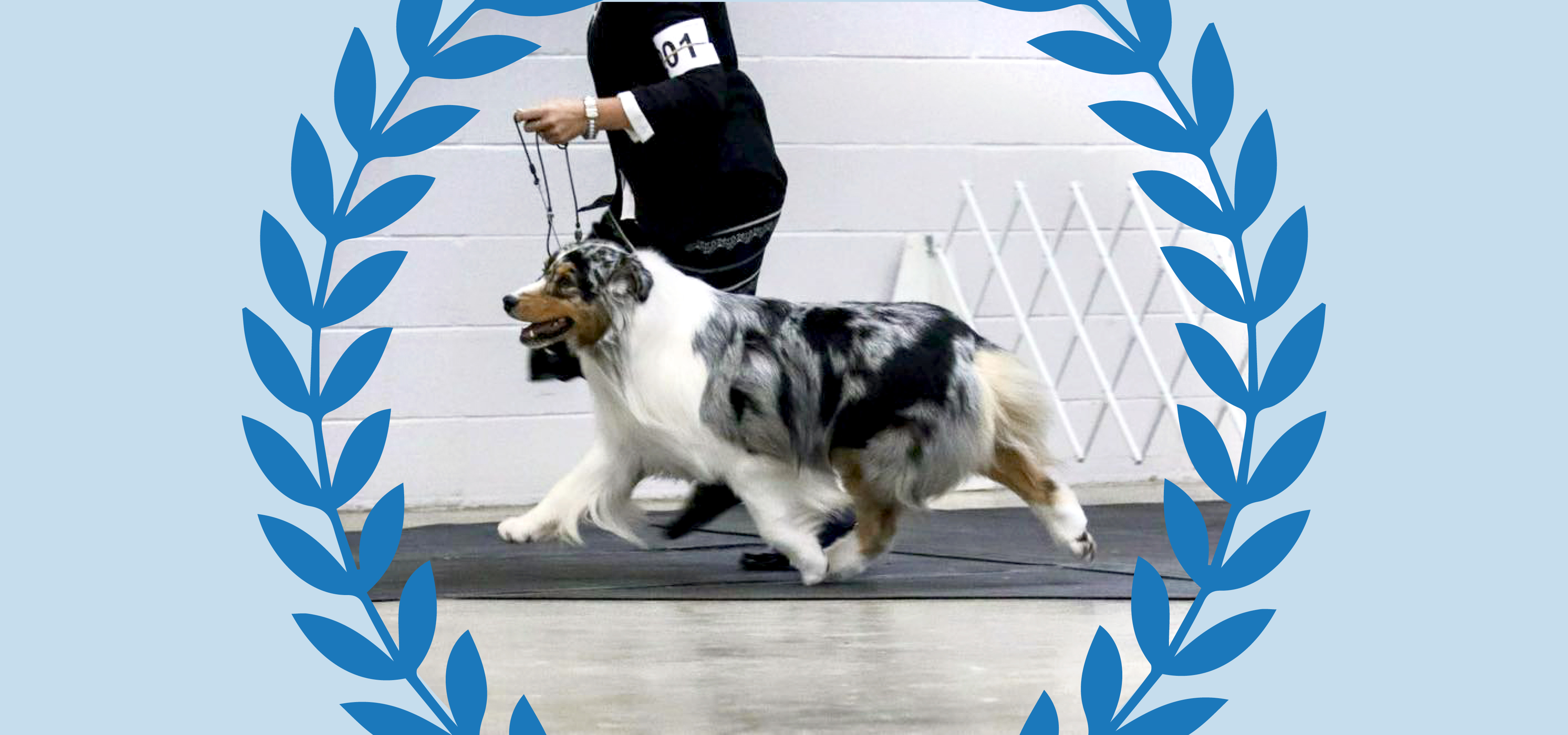 An Australian Shepherd dog moving in the show ring