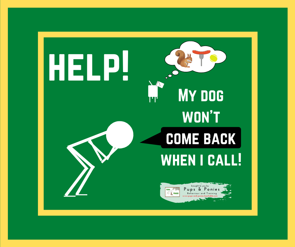 HELP! MY DOG DOESN'T COME BACK WHEN I CALL!