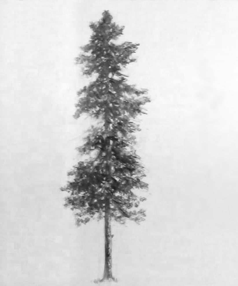 Drawing of a Pine Tree by Kevin McCain