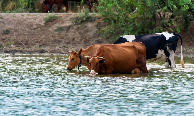 Testing the water for animals in dairy farming