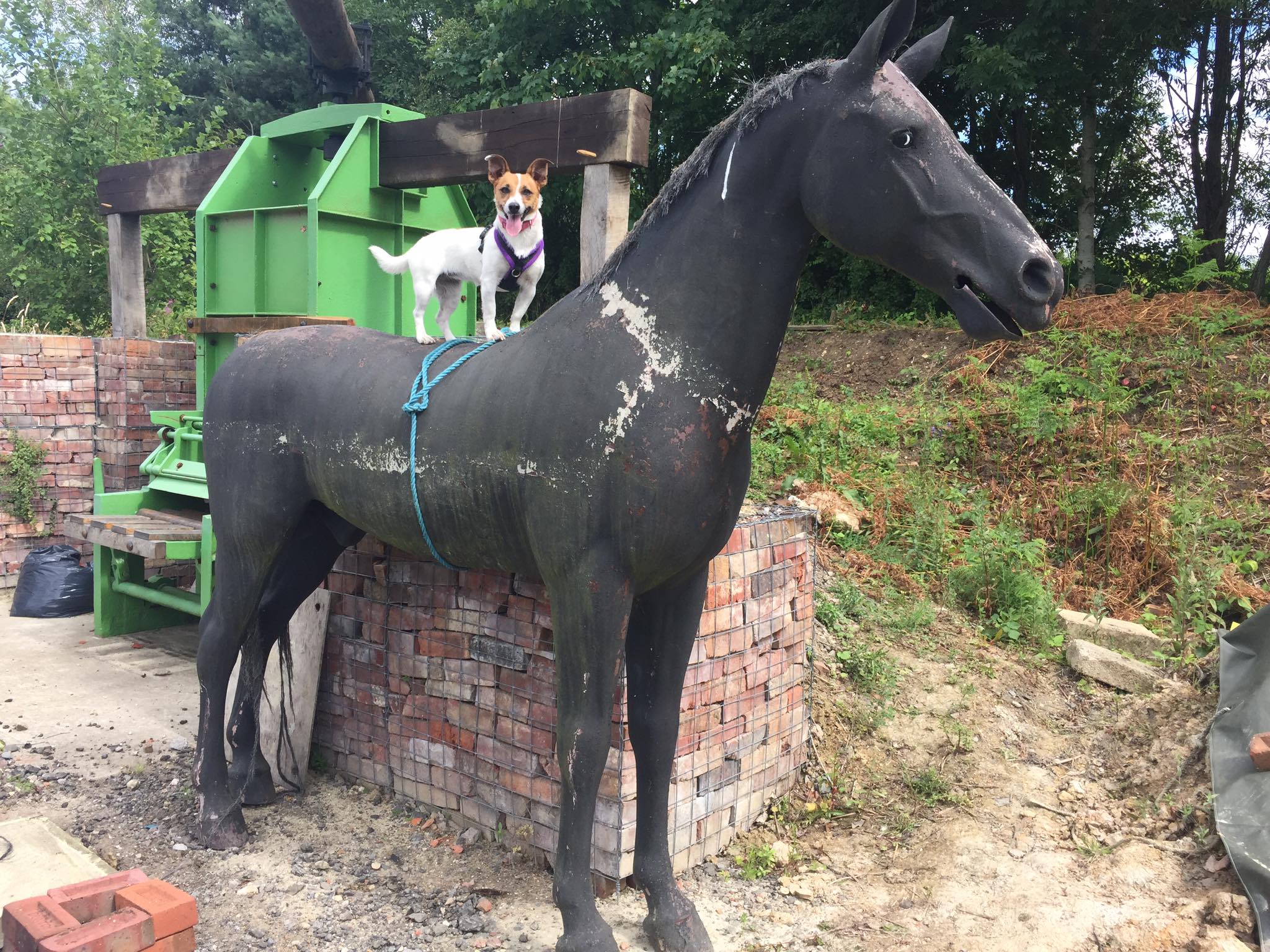 terrier standing on the back of a full size plastic horse