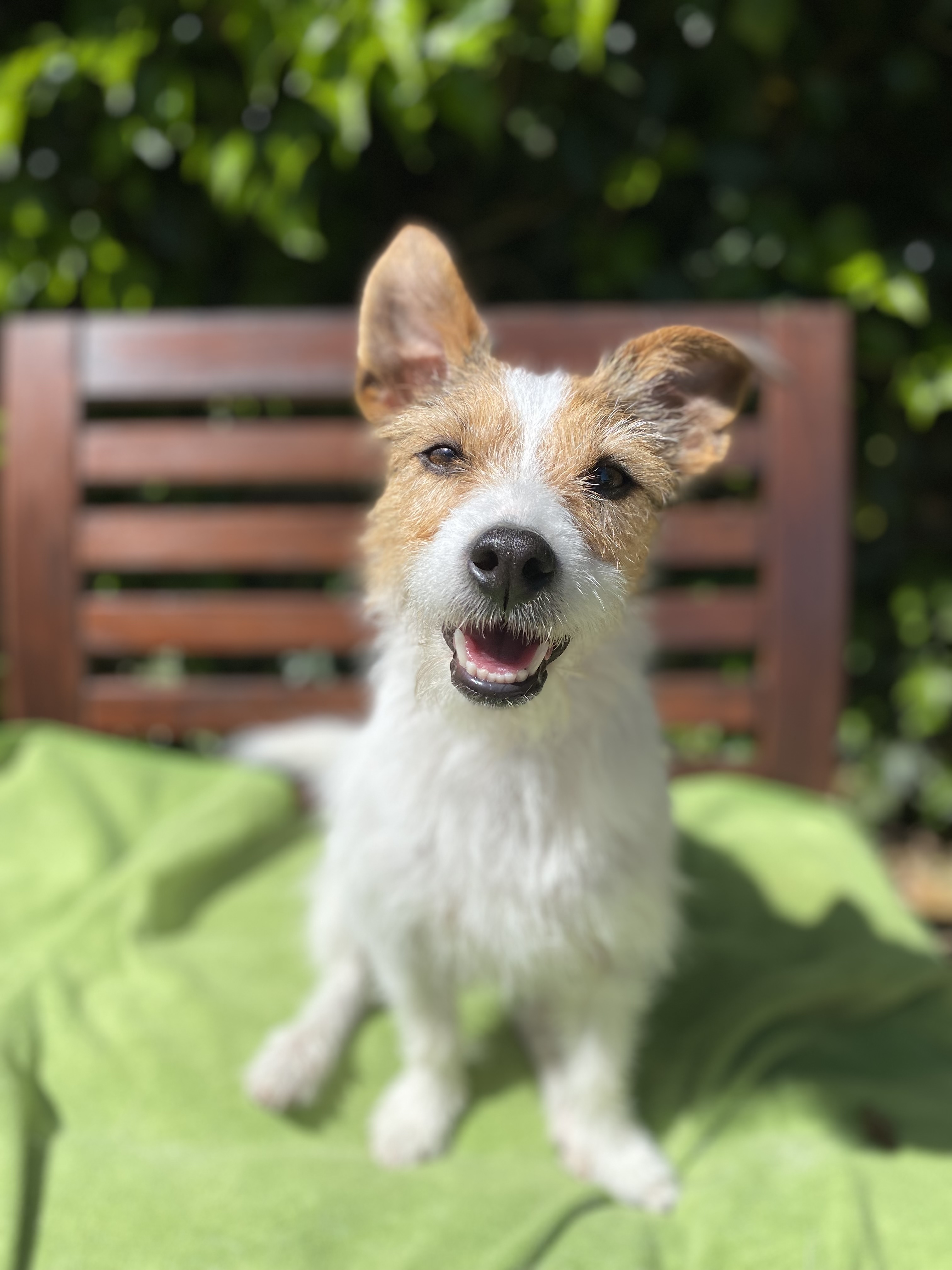 Happy Ettie terrier