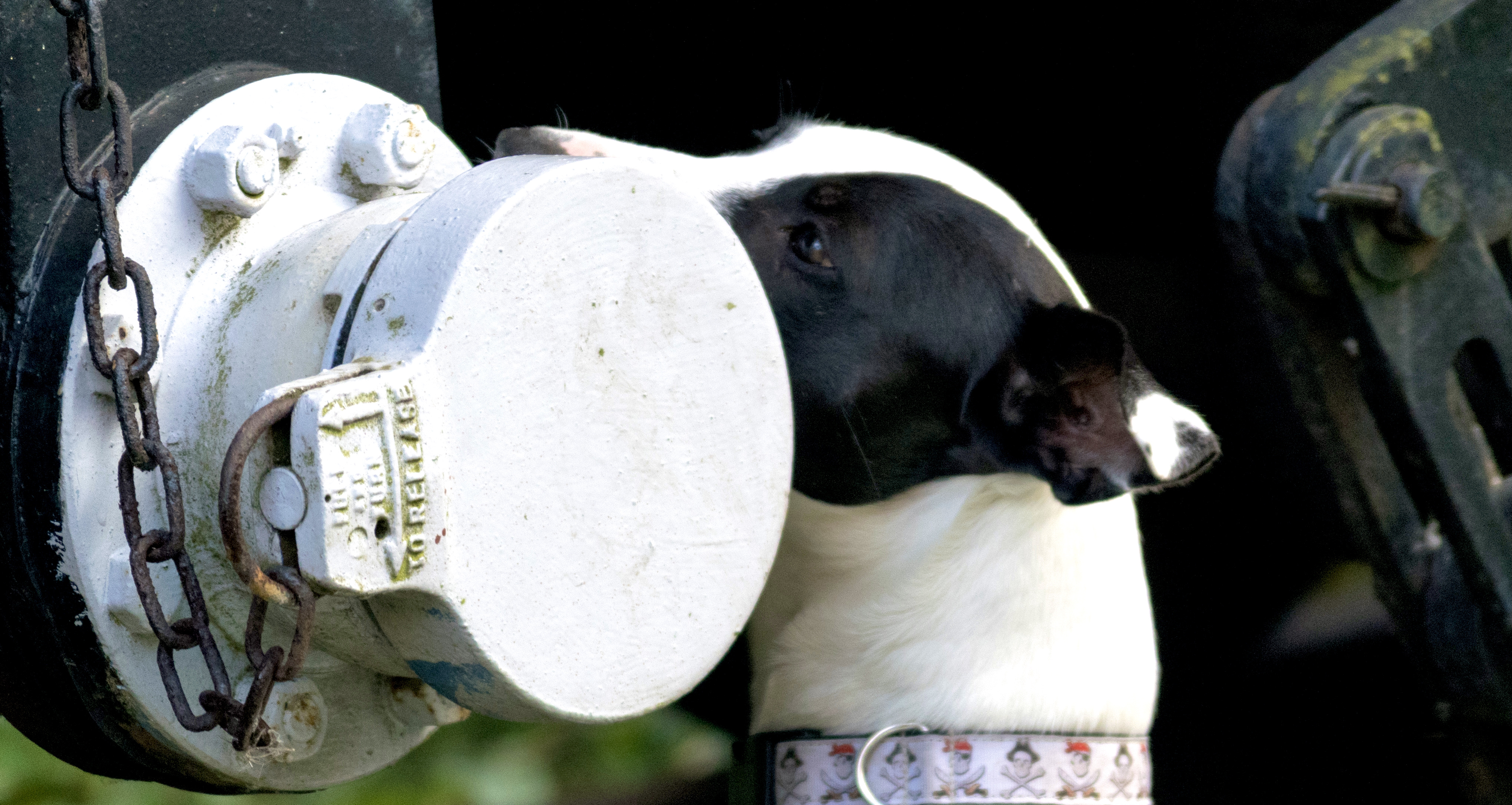 scentwork dog sniffing steam train