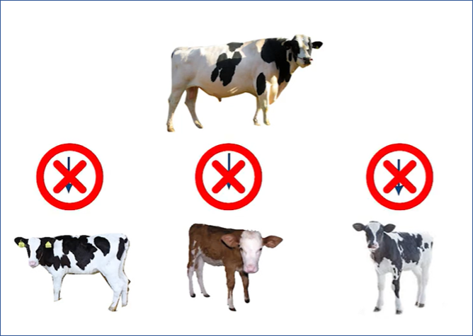 Avoiding inbreeding in dairy farming