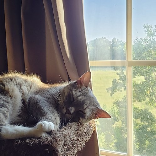 Photo of Jennifer's cat Bartlet sleeping on a cat tower by the window