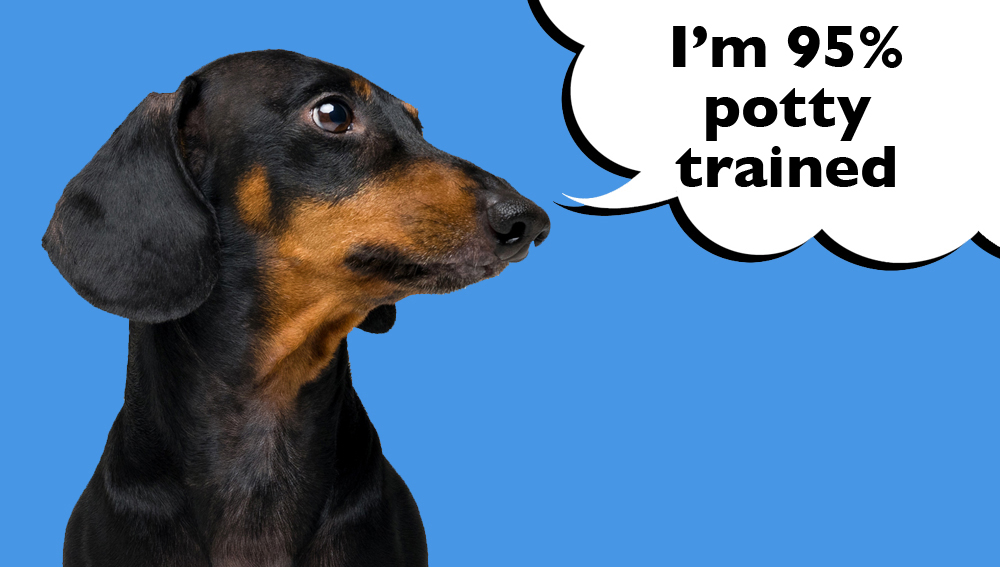 Dachshund on a bright blue background with a speech bubble that says 'I'm 95% potty trained'