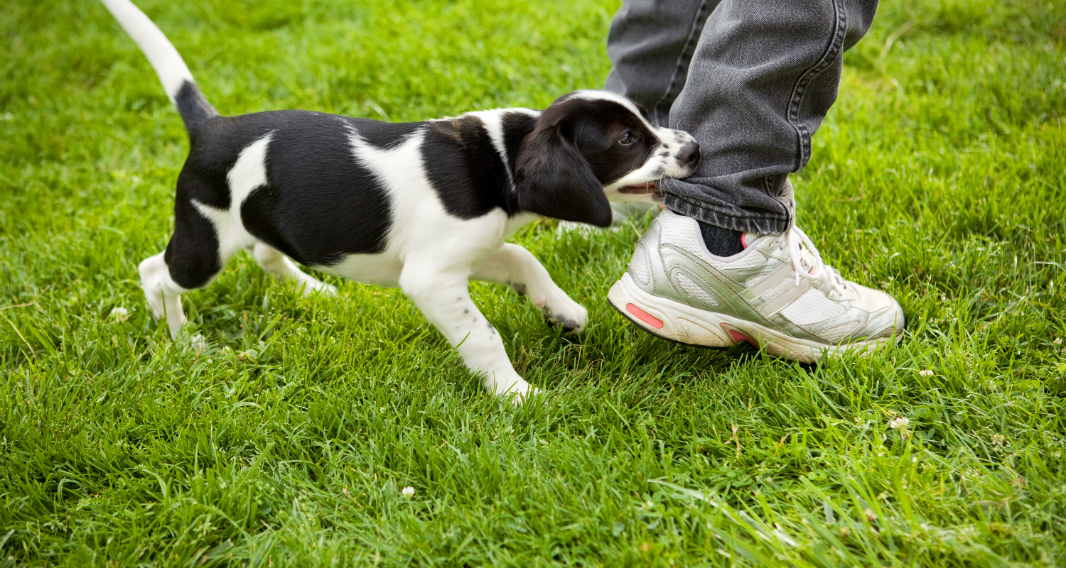 puppy nipping and biting