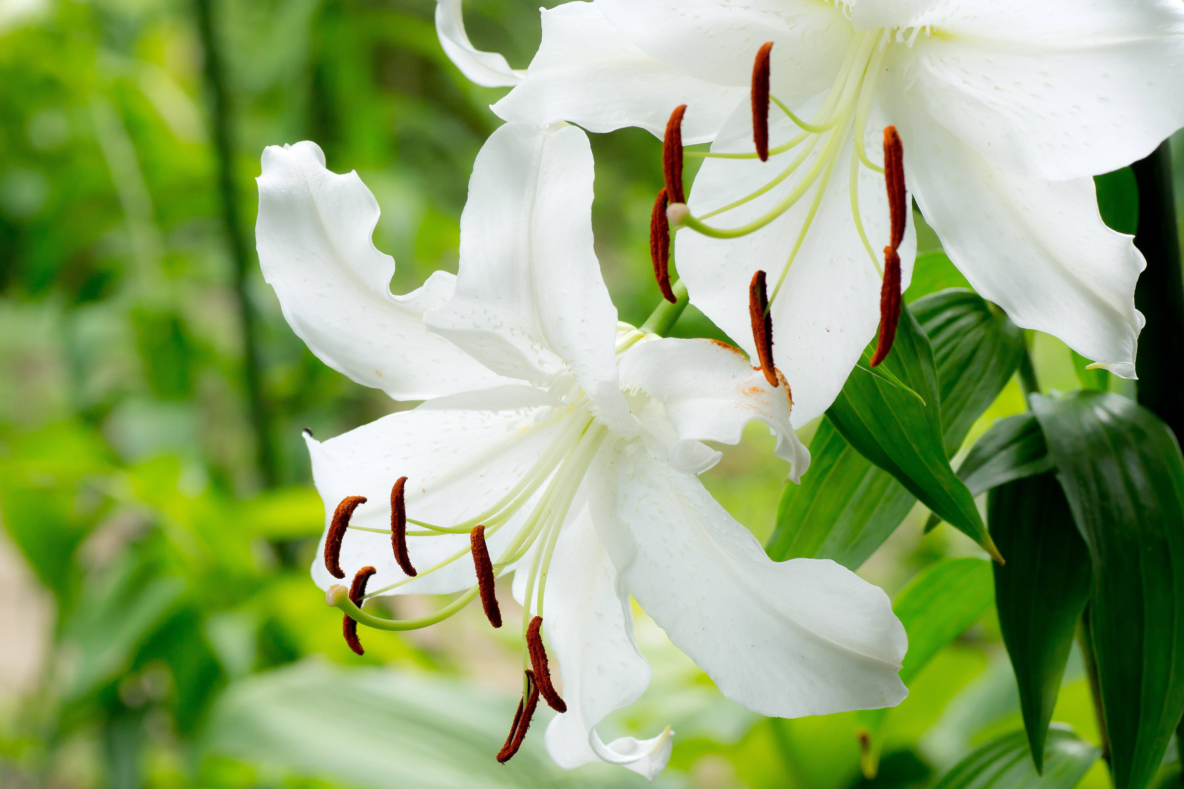 tsumami kanzashi online school special lesson