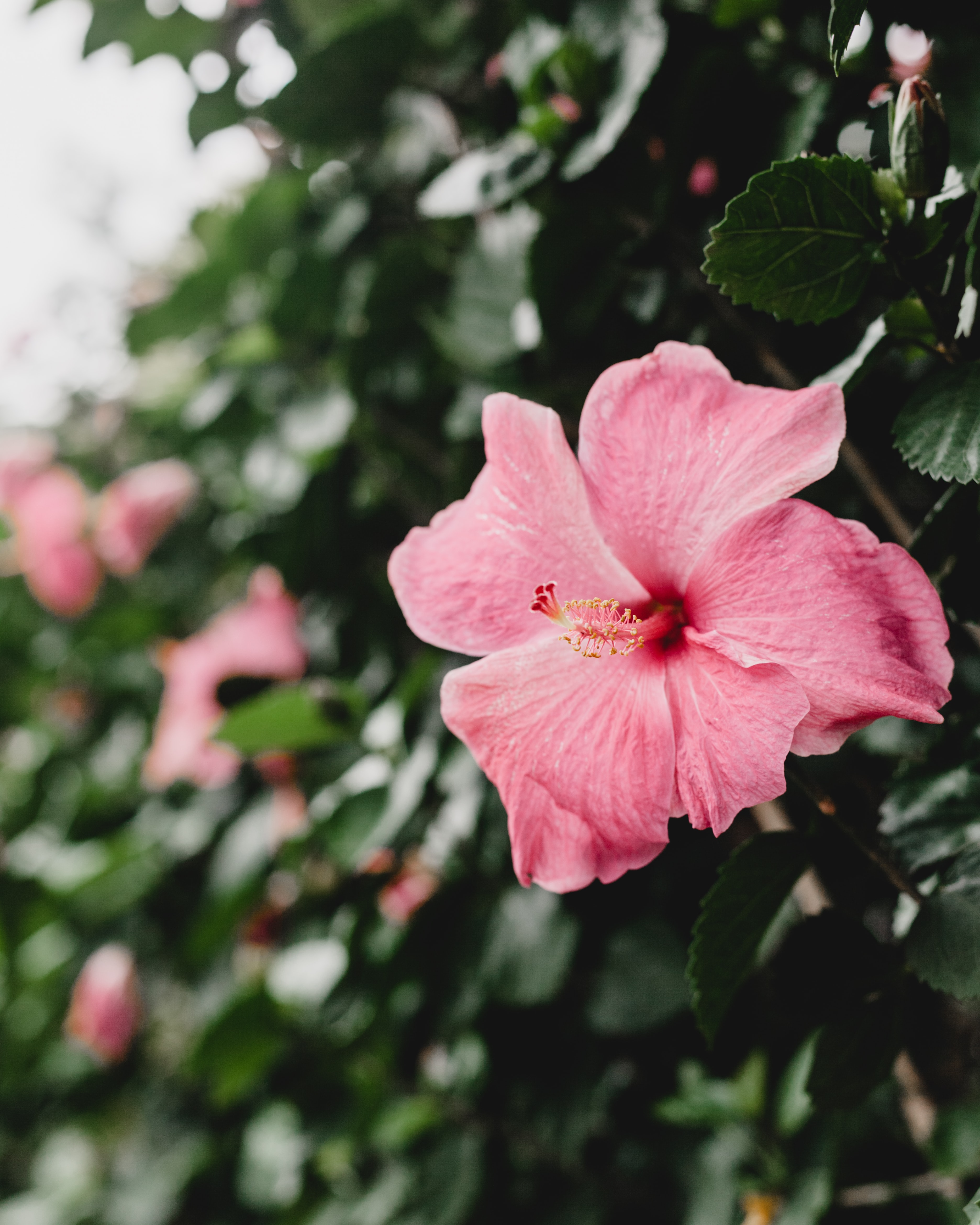 Pink flower