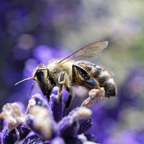 Honey bee on flower