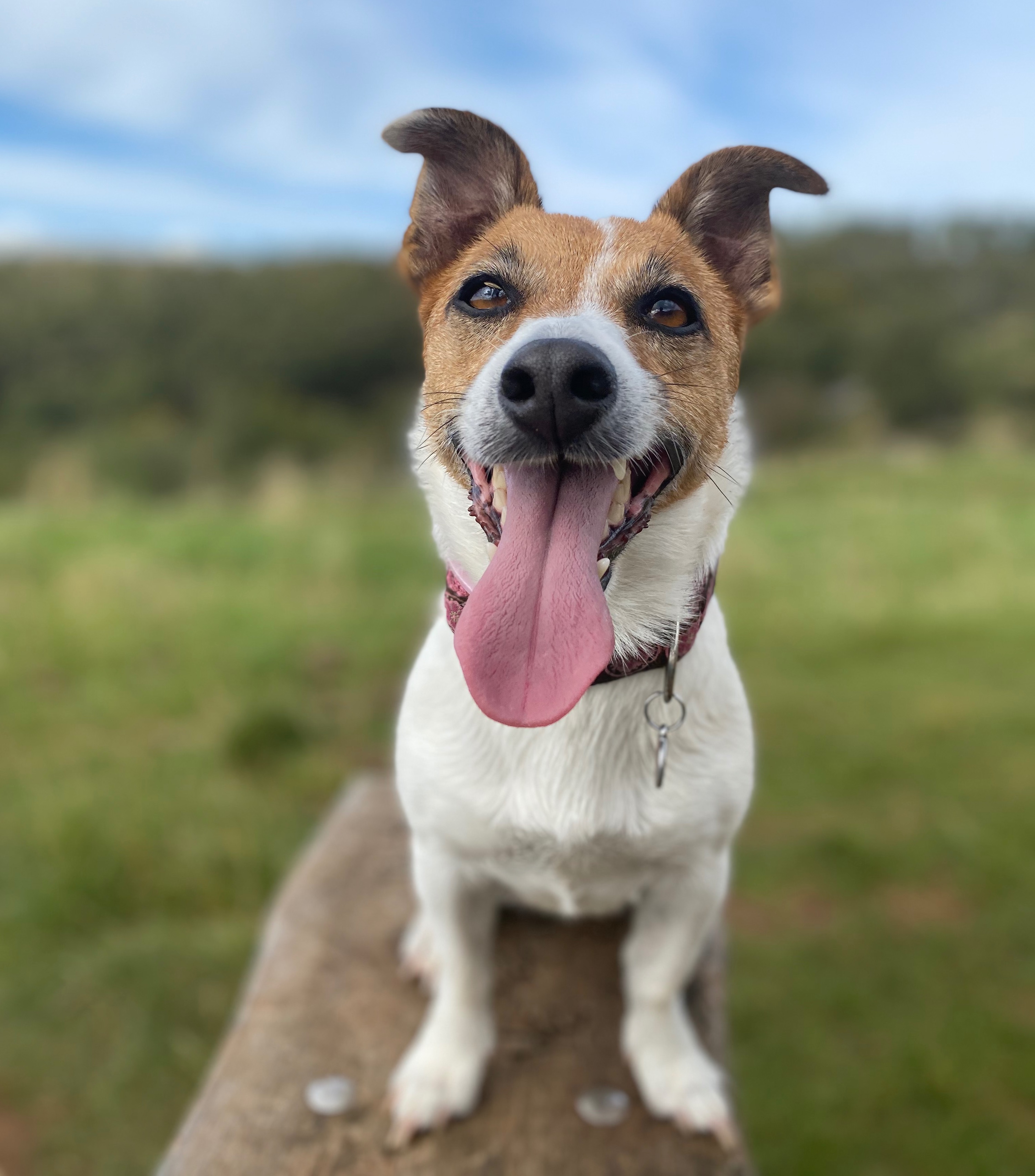 happy panting jack Russell terrier