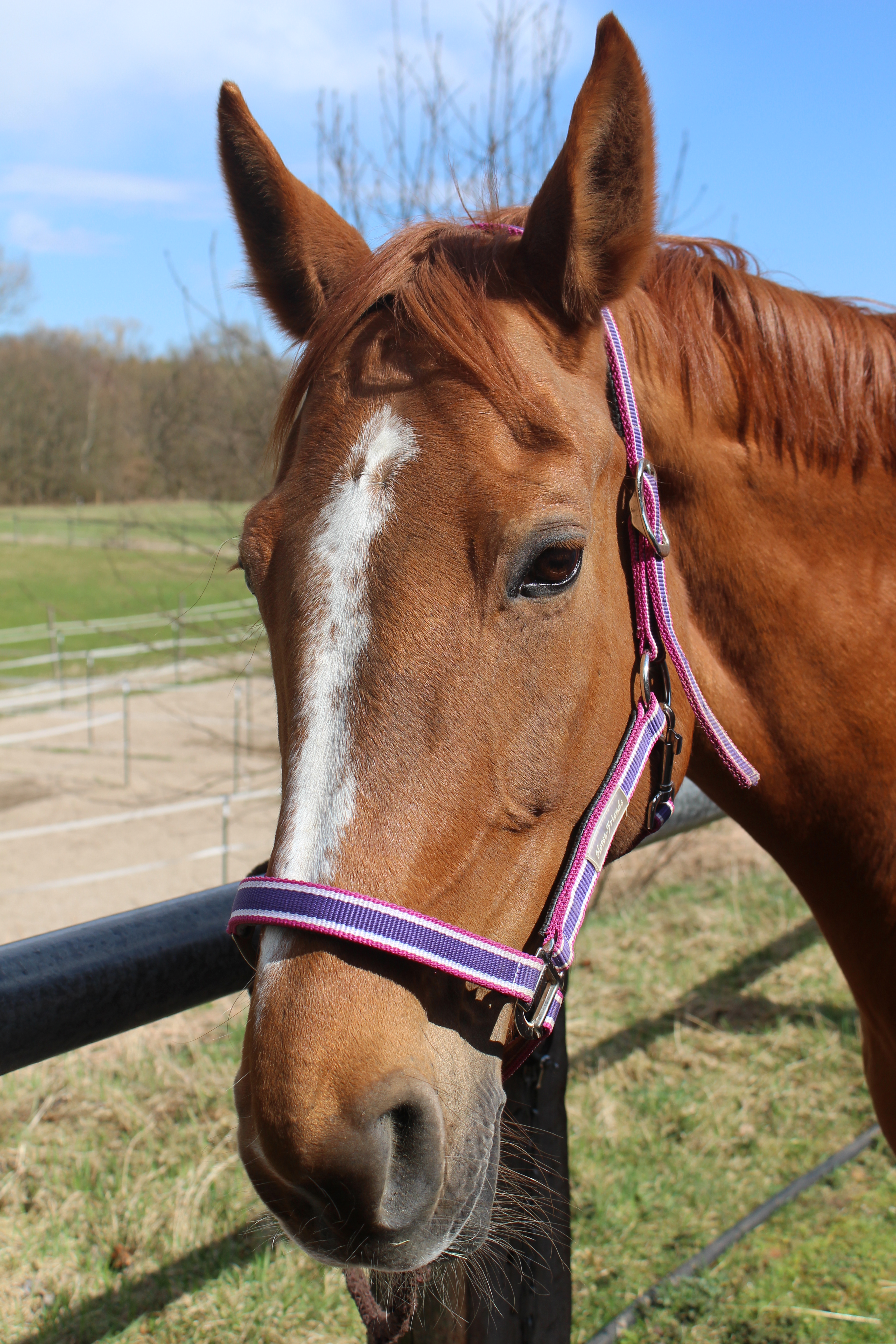 Horse wearing a headcollar