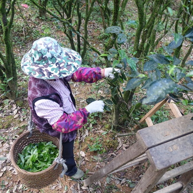 tea farming