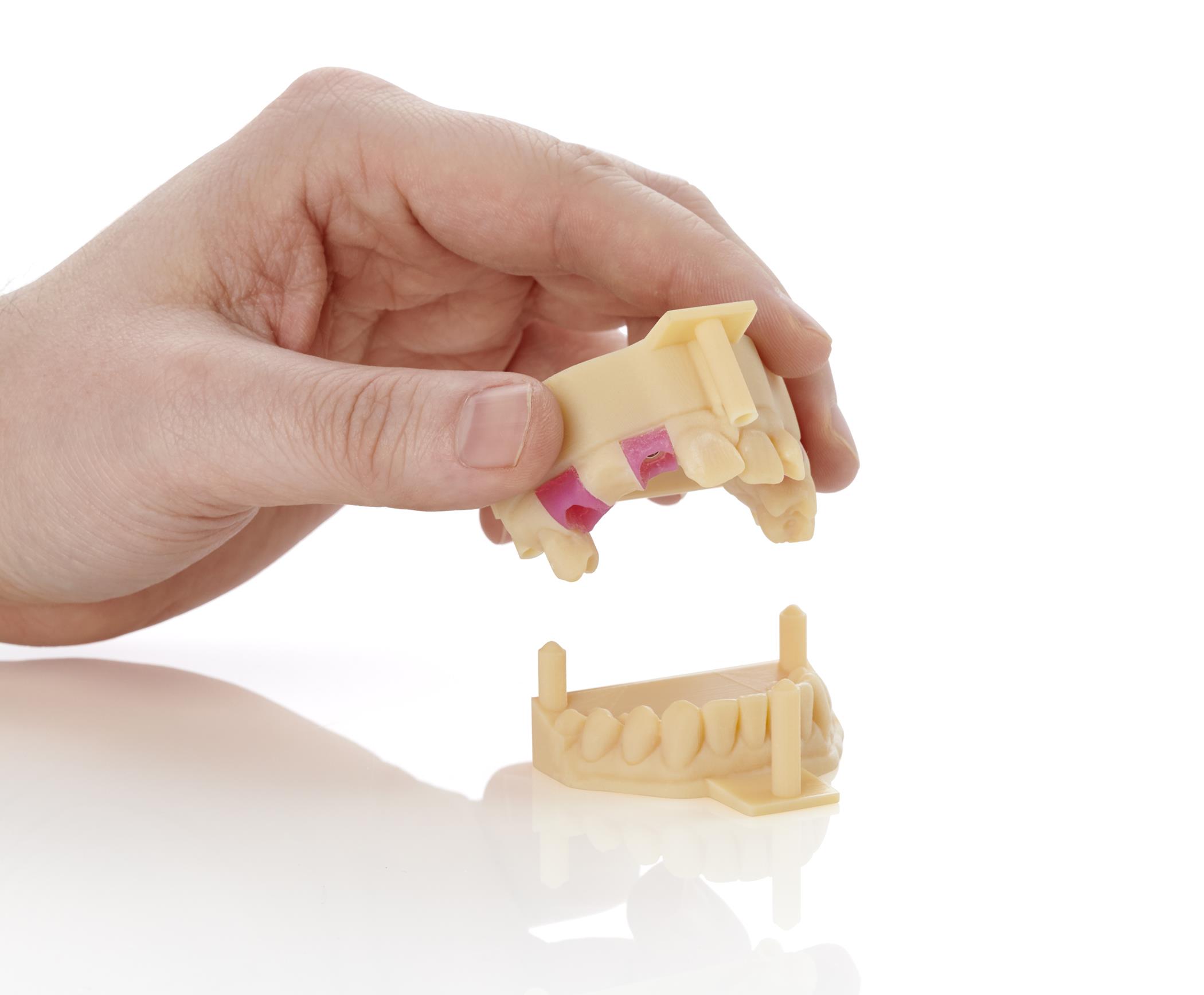 Modelo anatómico dental impreso en 3D